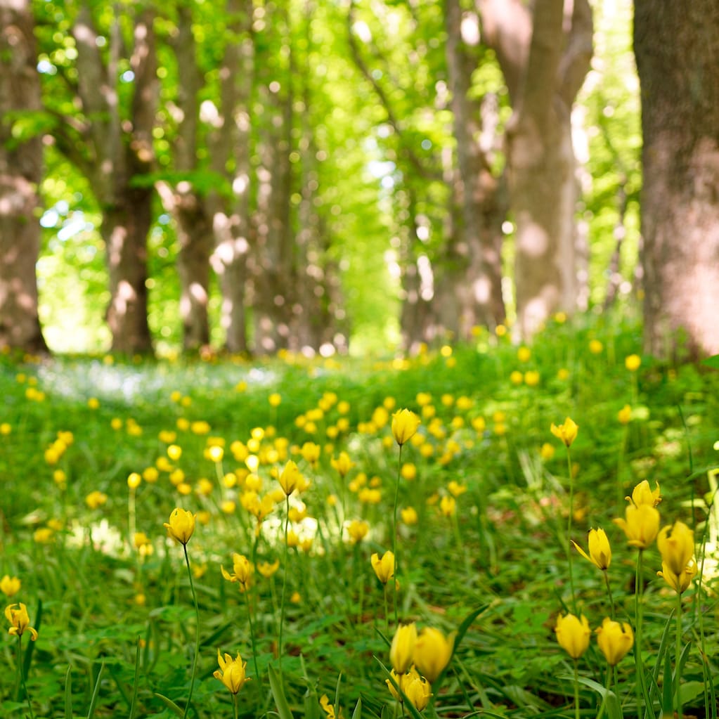 Yellow flowers in forest