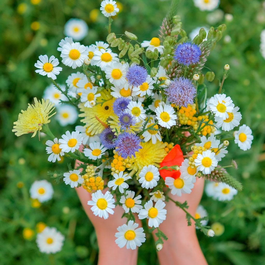 Bunch of flowers