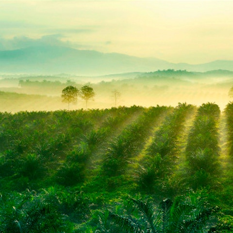 Ferrero sustainability framework